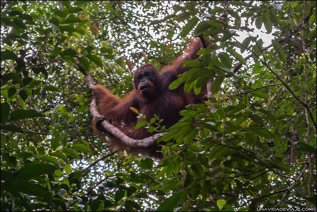 orangutanes Tanjung Puting borneo